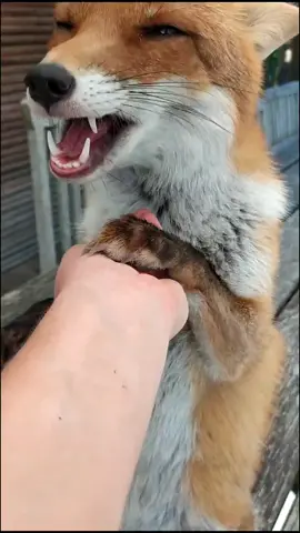 Wie süß sie am Ende ihre zweite Pfote auf meine Hand legt😭❤️ #kikithefox #kikifoxfamily #fy #fox