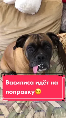 Василиса идёт на поправку😊 #зёпа #котичка #remzyzz #краснодар