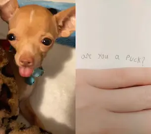 #duet with @biggy4ever puck loves u!! #chihuahuastiktok #dogsoftiktok #fyp #dogduet