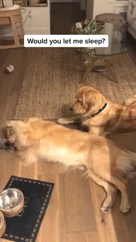 Getting up wasn’t on the days to-do list! #marleynyc #goldenretrievers