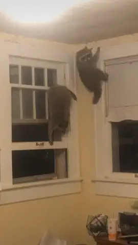 “Two raccoons in my room” is the name of my new production company (via @danekayl4) #foryou #NatureVibes