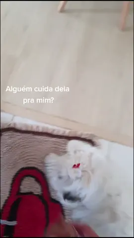 #filhotes #bebe #cachorrofofos #cachorrinho  #foryou #fyp #foryoupage #querendoatencao