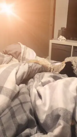 She’s not really that bothered #dog #fyp #foryoupage