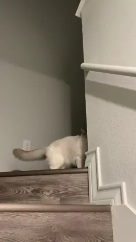 This is what I mean when I say Ghost likes to haunt the place. He'll be right next to me, then he'll just take off and start meowing really loud