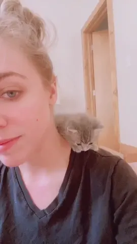 miso really likes climbing up to and then sitting on my shoulders 😍
