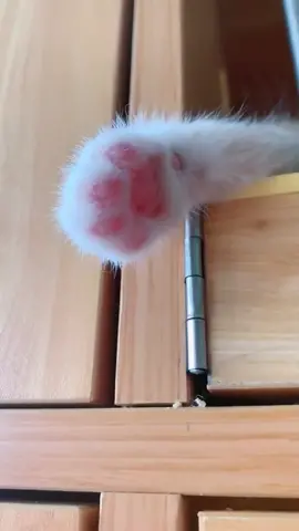 Pls rate my cuteness ❤️1-10. #fyp #fyppage #cat #cutecat #sleepingcat #sleepingcatchallenge #catsoftiktok