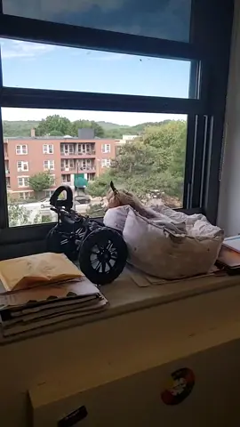 #work #workingdog #doggo #dogsoftiktok #dogsonwheels #grumpydog #tiktokdogs #fy #fyp #foryou #watching