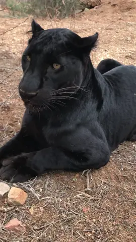 #Enoch #blackleopard #leopard #outofafrica #wildlifepark #arizona #az #cats #bigcats