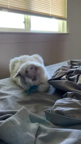 He's probably imagining the feather is Summer