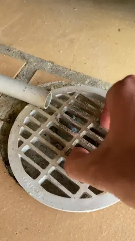 Frogs are known to climb up toilets and kiss your bum 🥰