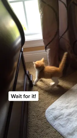 Peter was so bad when he was little! 😂 #meancat #dog #yorkie #dogsoftiktok #fyp #foryou