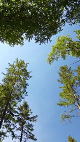 Sunny day #sunnyday #nature #calmnature #relaxingnature #relax #sunday #relaxing #relaxingvideos #relaxingsounds #forest #sky #panorama #calm