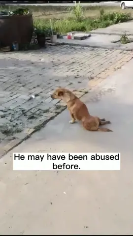 As we approached him, he struggled to move away with his only two front legs.#dogsvideo #streetdogs #animallove #foryou