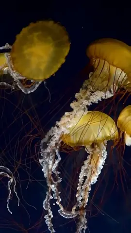 Jellyfish are so pretty, but did you know...? #AnimalFacts #LearnOnTikTok #TikTokPartner #TikTokAnimals #fish