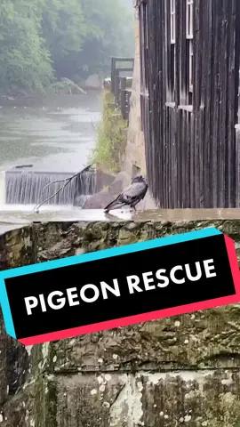 #Pigeon #rescue #part56 more info and pics on my insta!