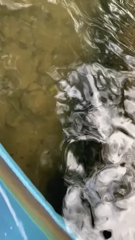 Don’t speak to me or my son ever again. #turtle #naturelove #reptile