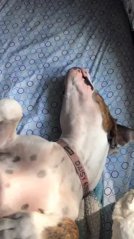 my dog is broken #fyp #dogsoftiktok #dogs