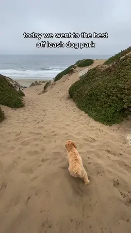 you need to take your pup here!!! #sanfrancisco #bayareacheck #dogsoftiktok #puppy #fyp #SummerDIY