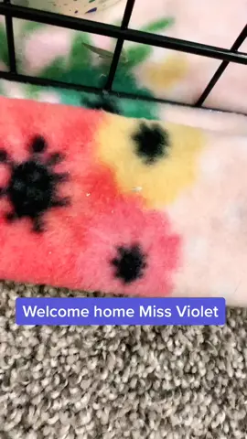 Meet Violet! Our new addition💞🐰🥰 #fyp #englishangora #bunny #cute #foryoupage #CloudBread #SummerDIY #eleven #minilopbunny #blue