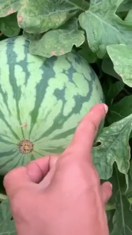🍉 #fyp #foryou #watermelonchallenge #watermelon #fruit #fruits #wow #fun