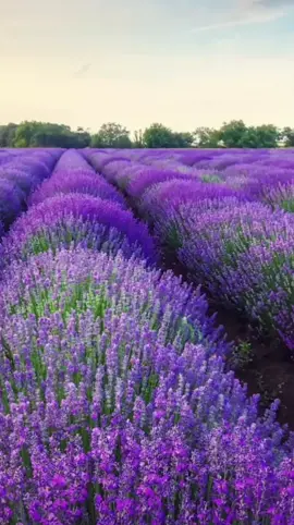 What do you do in this flowers sea?#beautiful #travel #flowers #foryou