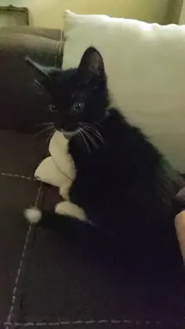 not my normal content. here's Binks haha #kitty #cattiktok #foryourpage #spankthat #fyp