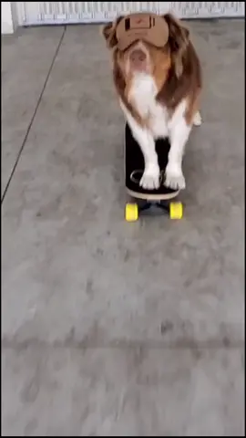 #faster #will #foryou #tiktokglobalchallenge #DogTraining #dogtrainer #perte #foryou #funny #benda #skaterboy #perros #foryoupage