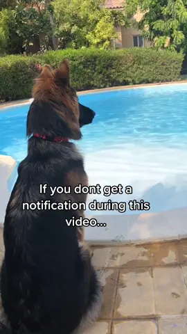 Hope your surprise is amazing! #fyp #dogsoftiktok #TikTok #hbdtiktok #forupage #follow #sharecopylink ((@ferrero.the.gsd))