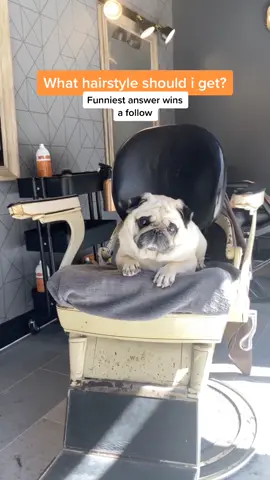 Rate my cuteness between 1-10 🥺 #wearethewriters #puggysmalls #dogsoftiktok #barbershop #haircut #dog
