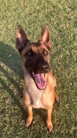 Did I change your mind? 😉 #TikTokTrends #BelgianMalinois #PetsOfTikTok