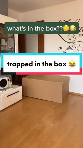 Follow me on Instagram: Niko Kappel #crazy #inthebox #trappedinthebox #funnyvideos #funny #foryou #foryoupage #fürdich