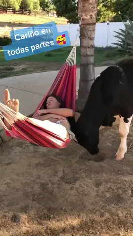 Todos necesitamos eso 😍 #vacatierna #cariñosa #amigable #animales #increibles #siguemeycomenta #parati