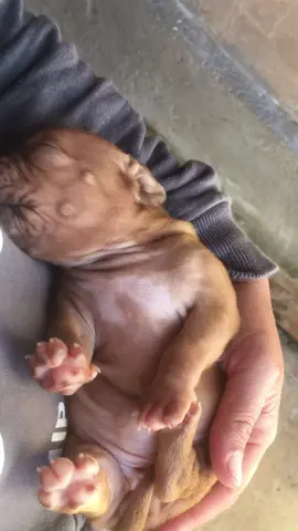 Dorme neném #monsterminasbull #pitbull #pitmonster #pit #pitbulldogs