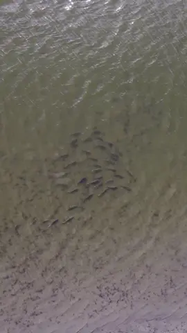 Tag someone who still couldn’t catch one... #flyfishing #ThisIsBliss #redfishonfly #southcarolina #foryoupage #summerdiy #fishing #redfish #GetFit