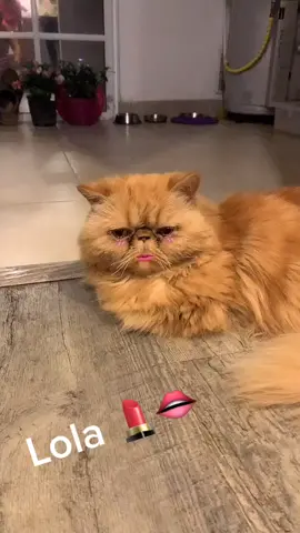 Lola es un bom bom 🥰#gatitahermosha #lola #misobrina #luciana #gata