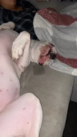 Welcome to the dentist! (FT.tanks drool!) #rescue #foryou #dogoargentino #fyp #poorboy #foryoupage #goofyboy