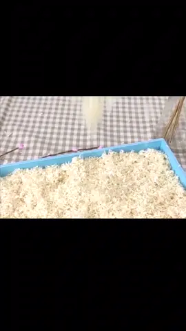 Hamster pad?#pet #appliances #goodthing