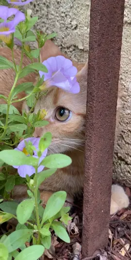 when you're trying to hide from that one someone who always smothers you, but they end up finding you😑 #catperson