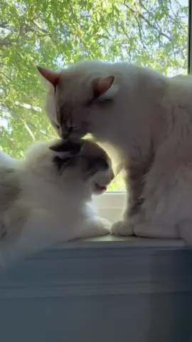 I'm so excited to see the kittens Ghost and Summer have together. Hopefully, I'll be able to tell you all soon if Summer's pregnant