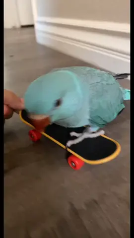 Little baby parrot likes to learn 💙🦜#flyingparrot #ringneckparrot #babybird #foryoupage #fyp #tiktokpetslove #azultheparrot