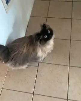 Noodle guides me to the food bowl every day, in case I forget where they are #foodnow#catmom#gentlecat#softmeow#fluffycat#hangry#hungy#feedme