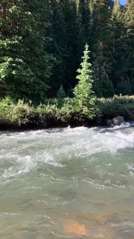 good morning Earth friends #nature #heals #beauty #fyp #river #medicine