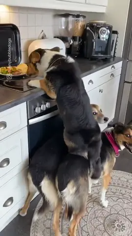 'I caught them stealing food as a team!' 😳🤣 (ig/funnybubbledogs) #foryoupage #foryou #fyp #fy #viral #teamwork #corgi #gofetch