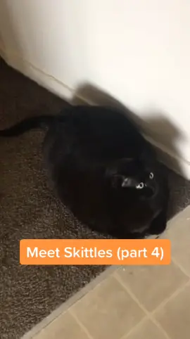 Since y’all love my college roommate’s cat #fyp #foryoupage #foryou #fypシ #fypchallenge #CanYouWorkIt #Alphets #StanleyCup #cats #catsoftiktok #cat
