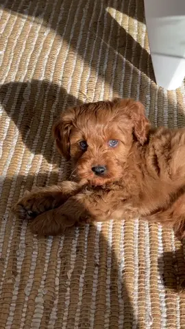 #puppy #cavoodle #cavapoo #puppiesoftiktok #fyp #foryoupage #cavoodlepuppy #cavapoopuppy #dogsoftiktok
