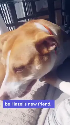 #VoiceEffects #animalsdoingthings #bemydogsfriend #voiceeffects #fyp #fypfypfypfypfypfypfypfypfypfypfyp #fypfollowmeplz  #animalsoftiktok SHE IS LOVE