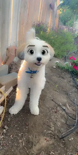 She knows how to work it #dog #Disney #filter #dogsoftiktok #funnydog #disneydog