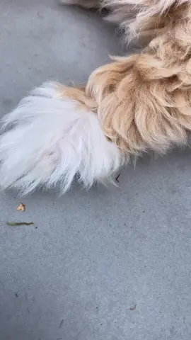 100% adorable 🐶 #fyp #foryou #foryoupage #milliemaltipoo #maltipoo #maltipoopuppy #cute #adorable