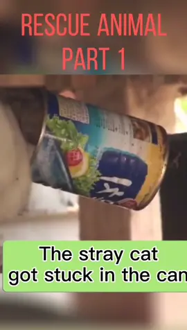 I wanna see a movie about saving animal.do you have any recommendations#cat #straycat #fyp