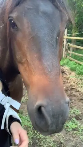 ❤️ #fyp #foryou #foryoupage #equestrian #hearthorse #arabianhorse #arabian #horsesoftiktok #loverboy